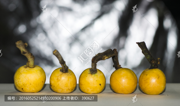 枇杷