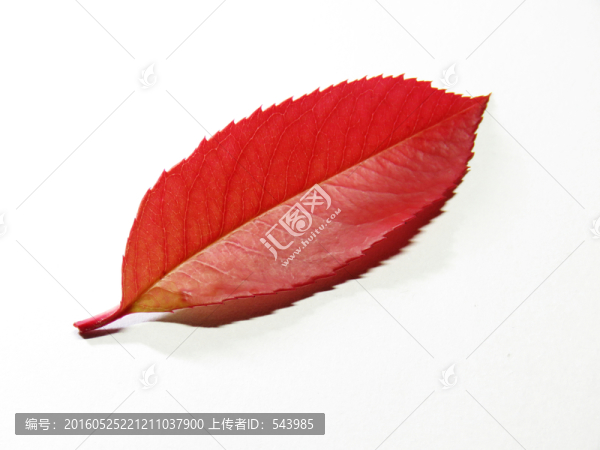 紅色樹葉