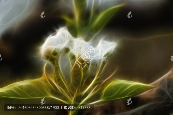 含苞待放的梨花