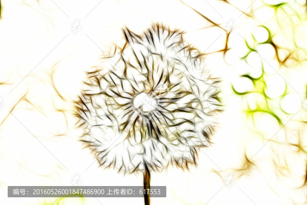 蒲公英