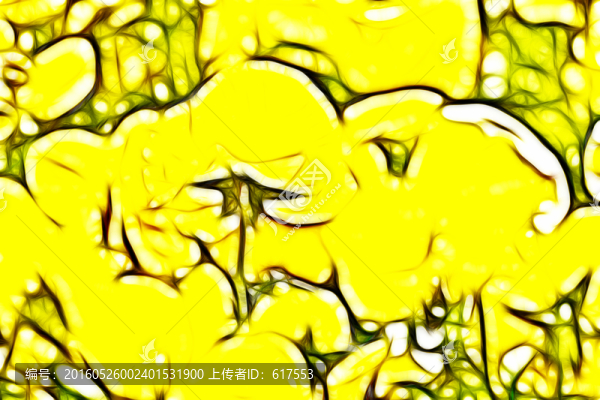 黃色三色堇