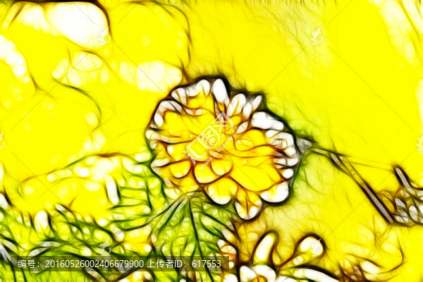 金球花