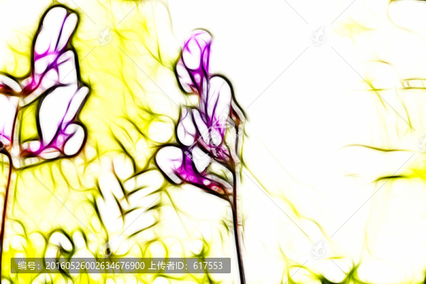 紫花苜蓿