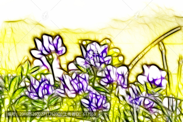 紫花苜蓿