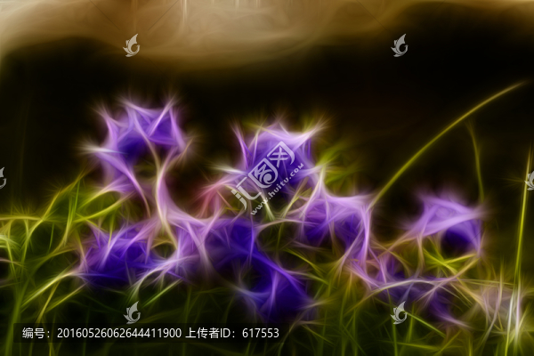 紫花苜蓿