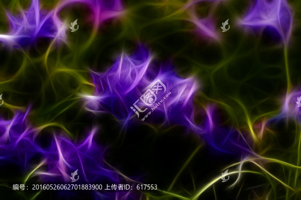 紫花苜蓿