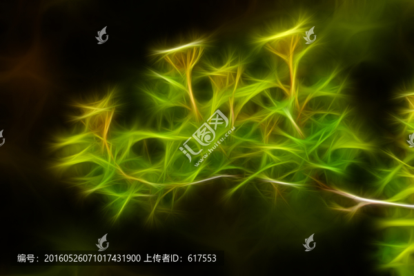 含苞待放的李葉繡線菊