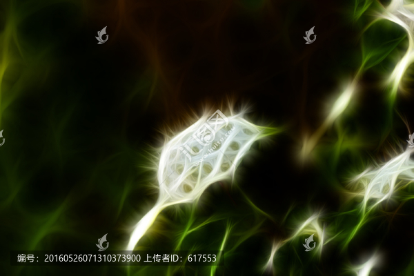 李葉繡線菊