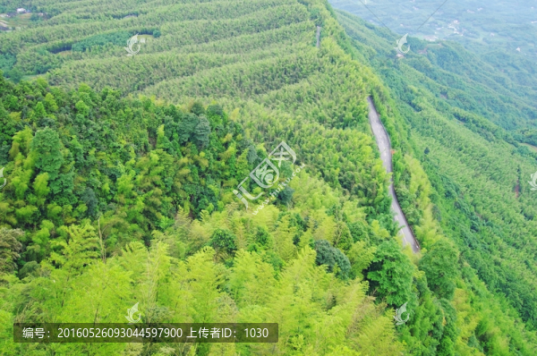竹林,竹海