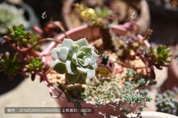 多肉植物白牡丹
