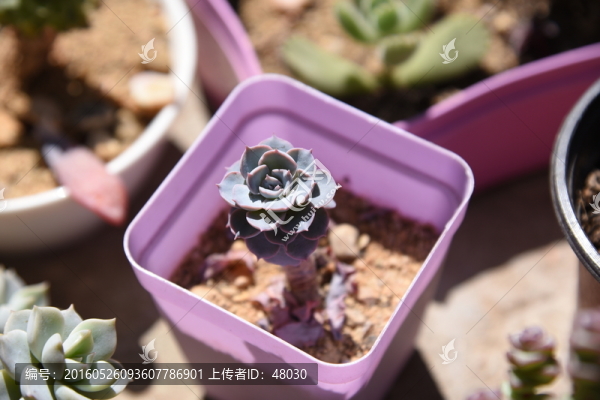 多肉植物藍石蓮