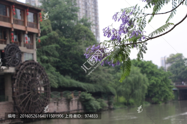 藍(lán)花楹