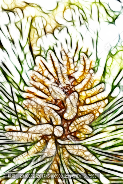 松樹開花