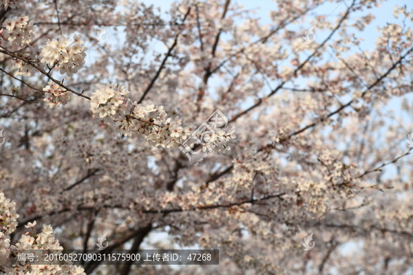 初春,白櫻花