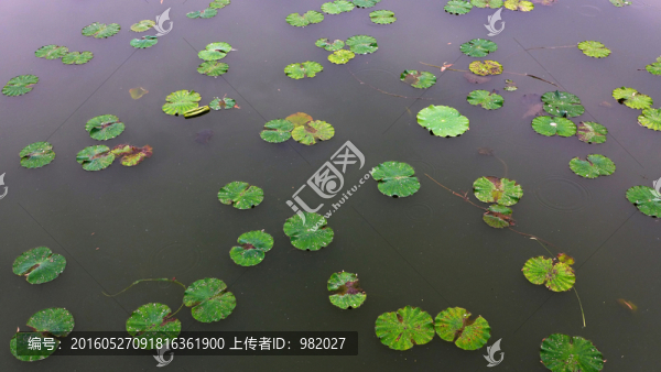 池塘浮萍