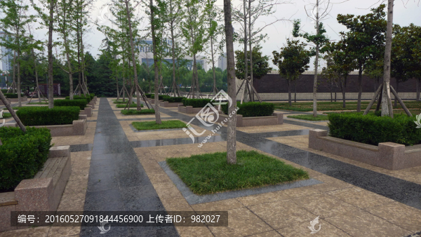 銀杏樹林