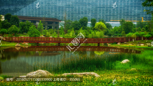 錦城公園,成都,樹,樹林,綠
