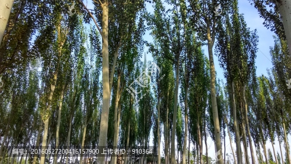 樹林