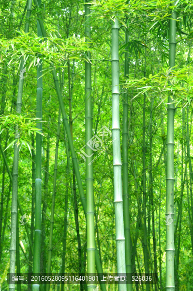 竹林