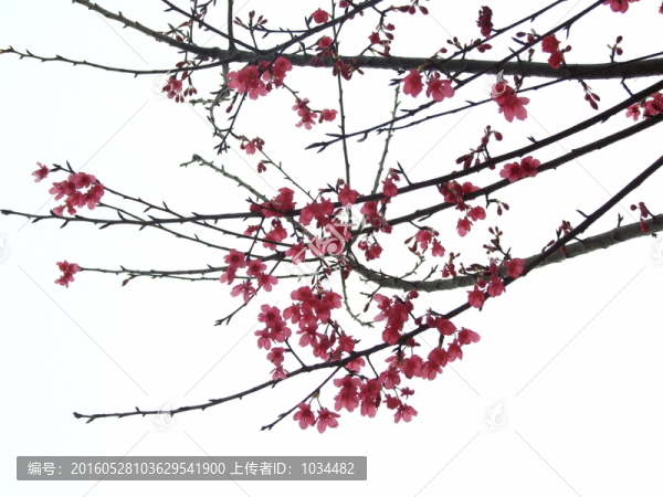 櫻花