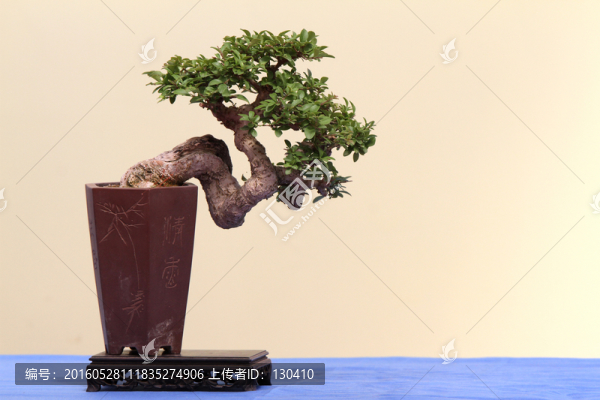 盆景
