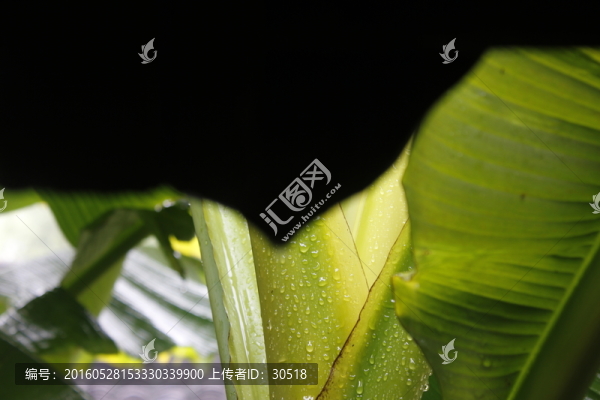 雨打芭蕉