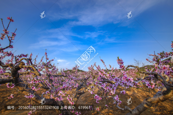 田園桃花