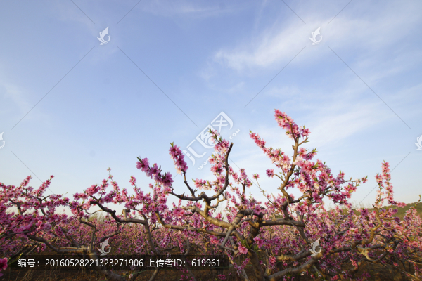 田園桃花