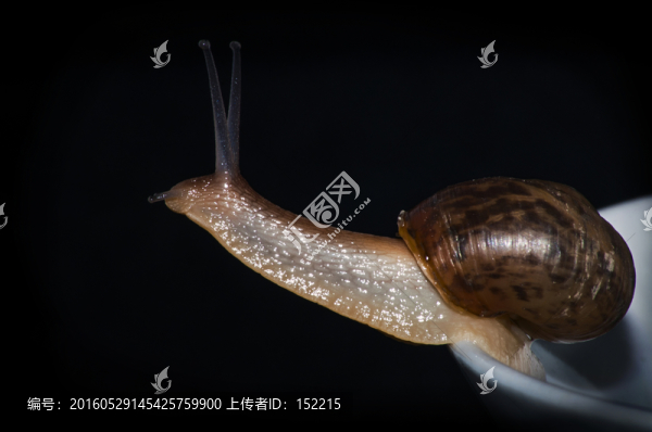 蝸牛