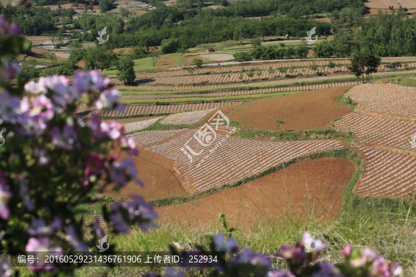 田園風景