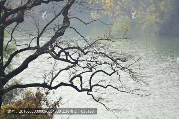柿子樹,樹枝