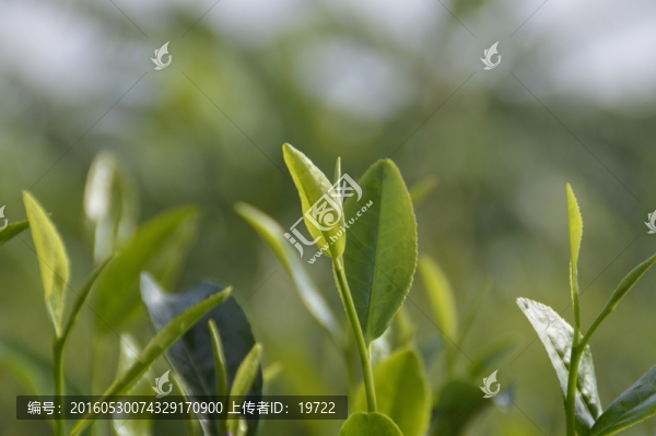 海南白沙綠茶