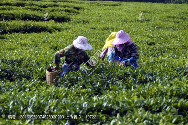海南白沙綠茶,采茶的茶農(nóng)