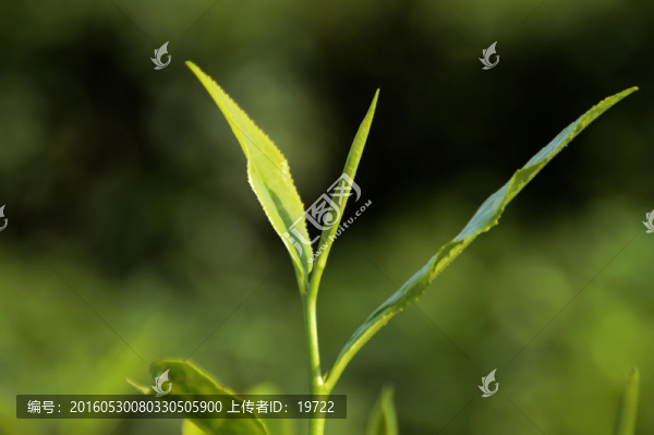 海南白沙綠茶