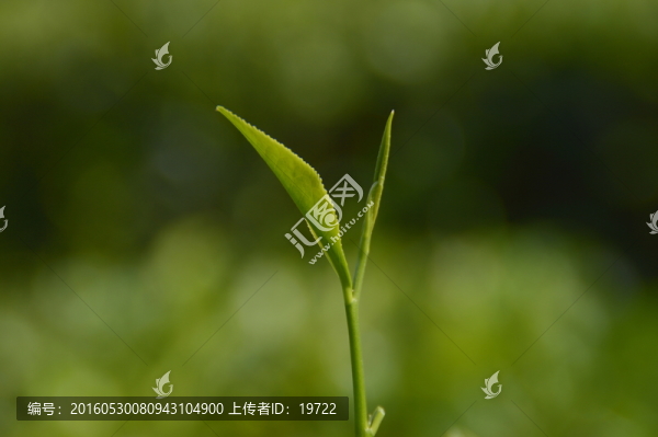 海南白沙綠茶