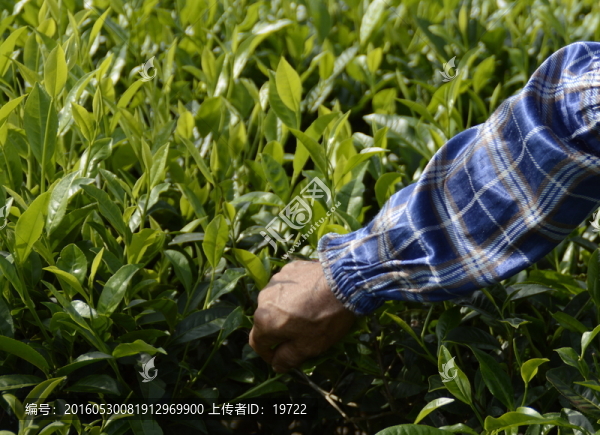 海南白沙綠茶,采茶的茶農(nóng)