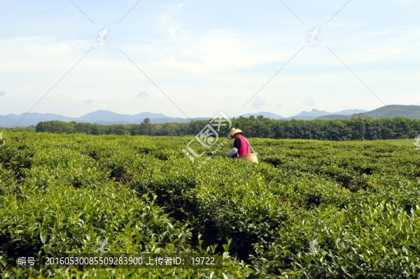 采茶,茶農(nóng)