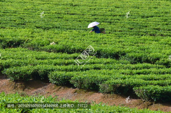 采茶,茶農(nóng)