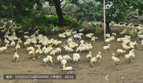 養(yǎng)鴨場