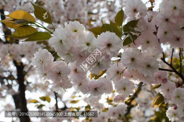 櫻花