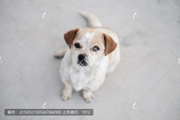 流浪狗