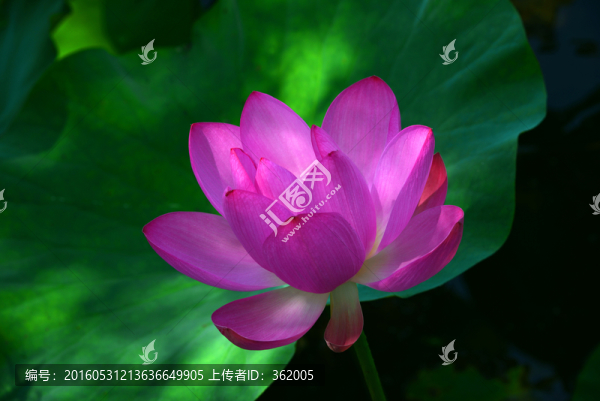 荷花