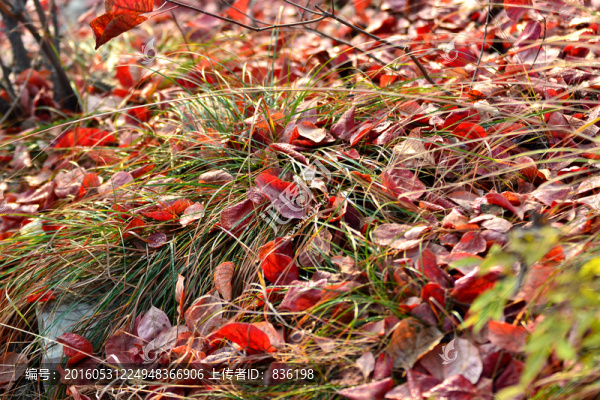 地上的紅葉