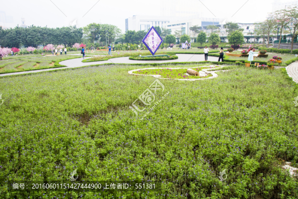 薰衣草