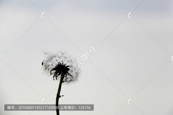 蒲公英