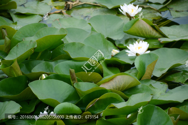 蓮葉,挨挨擠擠