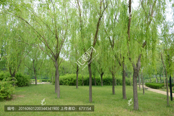 綠樹