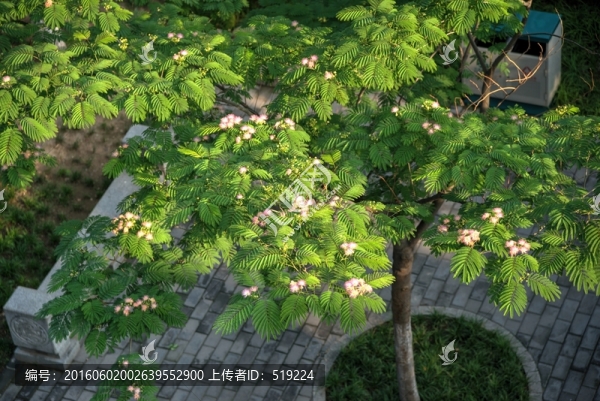 合歡花