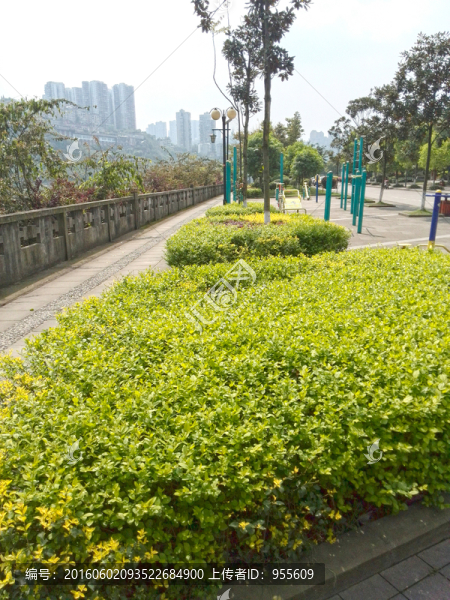 綠色植物