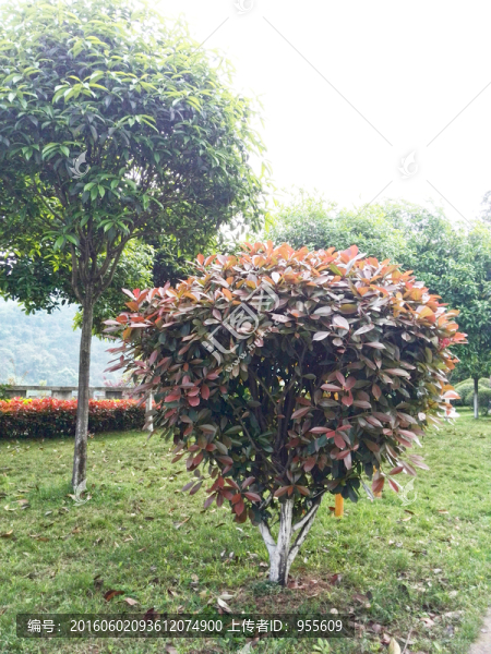 綠色植物